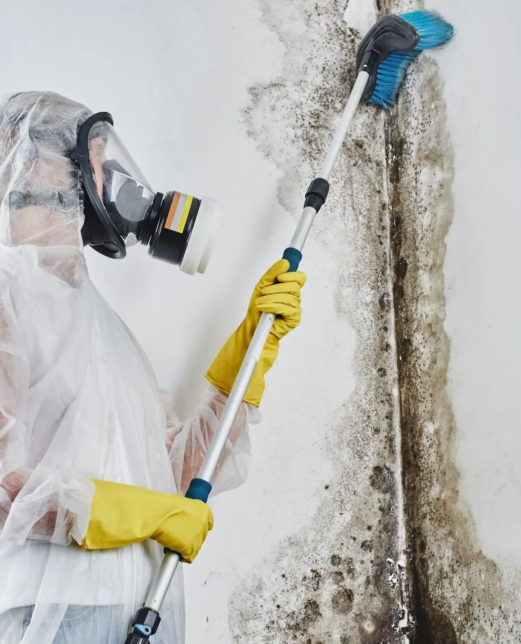 Mold Damage Restoration: Restoring a Healthy Home